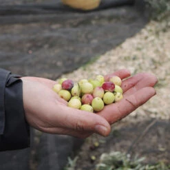 Lass Uns Zusammen Wachsen - Olivenöl 12 Lass Uns Zusammen Wachsen - Olivenöl -KleineGeschen Geschaft hinterland olivenoel Olivenhand 93442