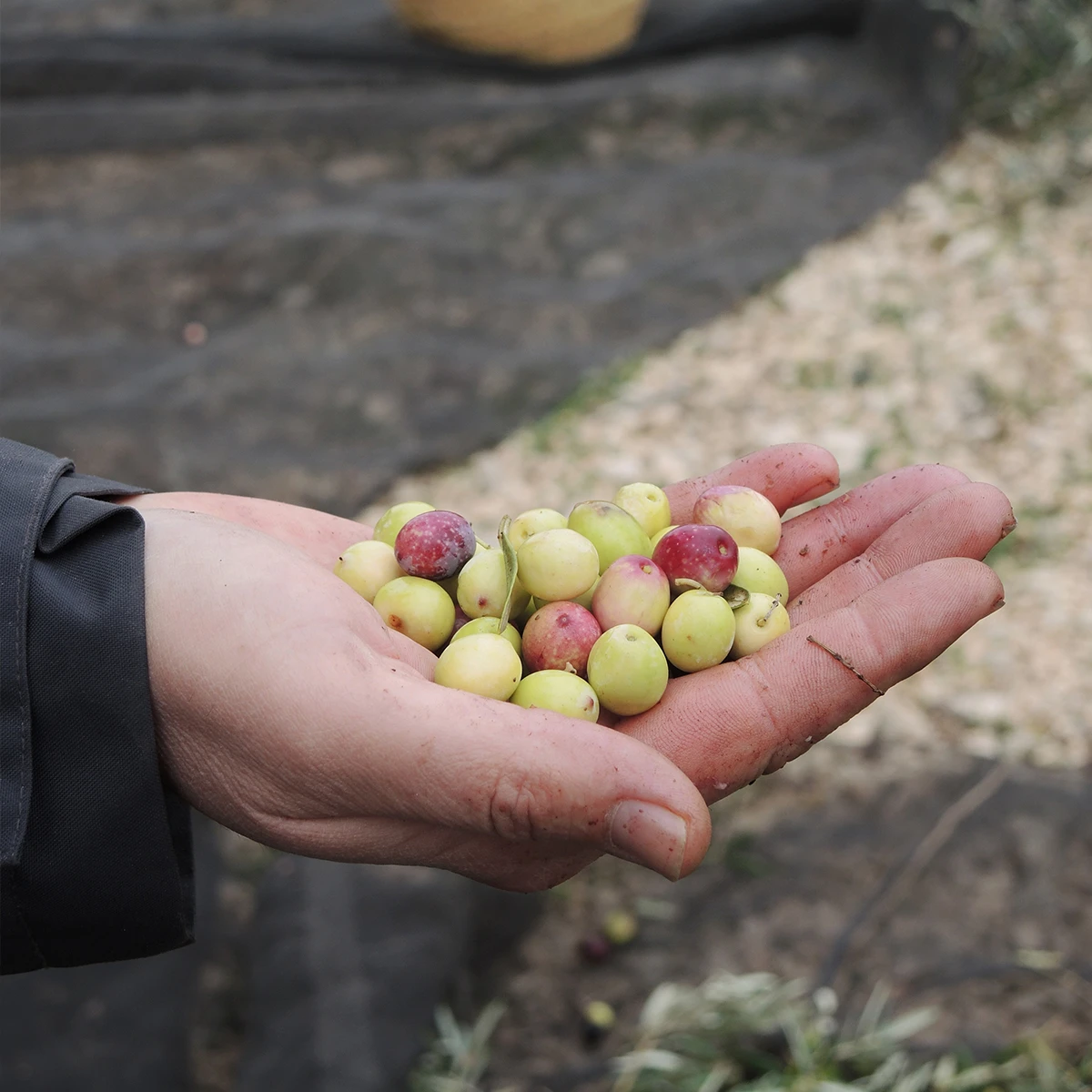 Lass Uns Zusammen Wachsen - Olivenöl 6 Lass Uns Zusammen Wachsen - Olivenöl – Bild 6